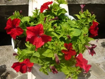 Cum aterizează răsaduri de petunia în sol