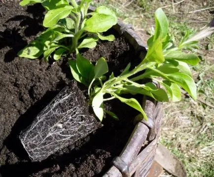 Cum aterizează răsaduri de petunia în sol