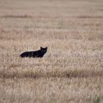 Hogyan kell fektetni a levesben a macska szeme körül a macskát