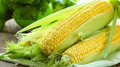 Hogyan kell tárolni a kukorica a téli friss és főtt a csutka és bab