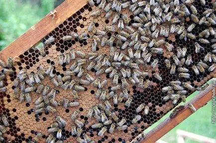Așa cum am în formă de butași de albine pe blog-ul Sergei Samoilov