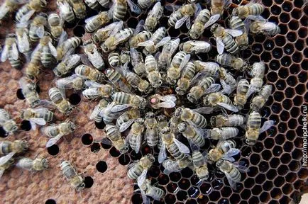 Așa cum am în formă de butași de albine pe blog-ul Sergei Samoilov