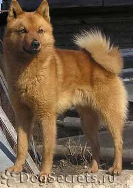 Karjalai Bear Dog, fotó és leírás a fajta finn Spitz, jellemzőit, gondozás, képességgel,