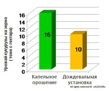 Капково напояване на царевица, компанията alecon