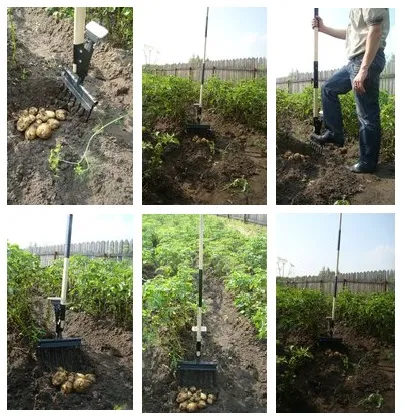 Burgonya (farmer), vásárolni eszközöket a kert és konyhakert krumpli (farmer)