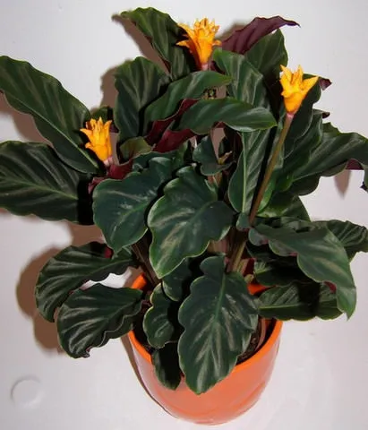 Calathea грижа у нас и в най-популярните видове