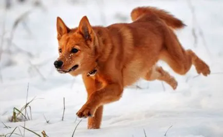 Karjalai Bear Dog történet, karakter és tartalma az általános szabályok (fotó és videó)