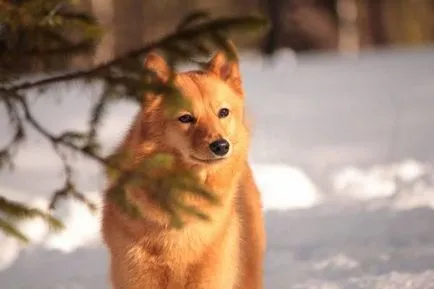 Karjalai Bear Dog történet, karakter és tartalma az általános szabályok (fotó és videó)