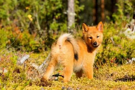 Karjalai Bear Dog történet, karakter és tartalma az általános szabályok (fotó és videó)