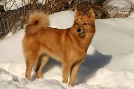 Karjalai Bear Dog történet, karakter és tartalma az általános szabályok (fotó és videó)