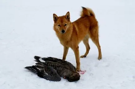 Karelia Ursul de câine poveste, caracterul și conținutul regulamentului standard (foto și video)