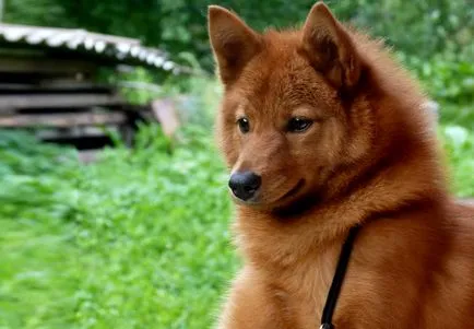 Karjalai Bear Dog történet, karakter és tartalma az általános szabályok (fotó és videó)