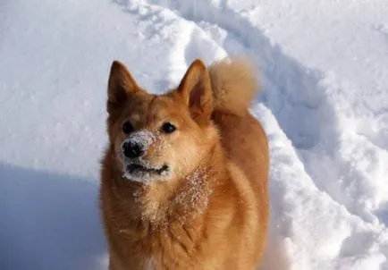 Karjalai Bear Dog történet, karakter és tartalma az általános szabályok (fotó és videó)