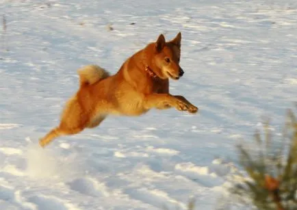 Karjalai Bear Dog, kutyafajta, fotók, kölykök, ár