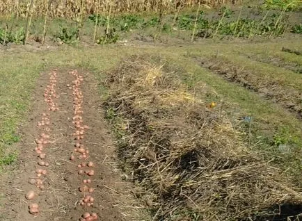 Burgonya (farmer), vásárolni eszközöket a kert és konyhakert krumpli (farmer)