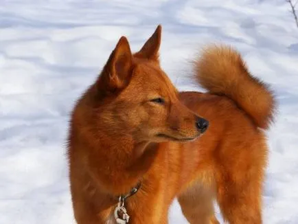 Karjalai Bear Dog történet, karakter és tartalma az általános szabályok (fotó és videó)