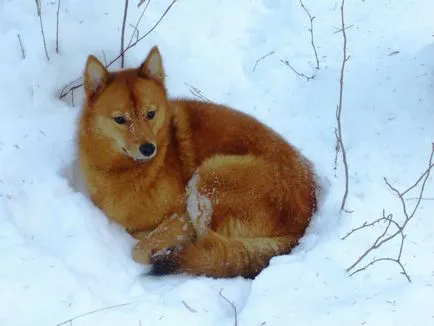 Karjalai Bear Dog, kutyafajta, fotók, kölykök, ár