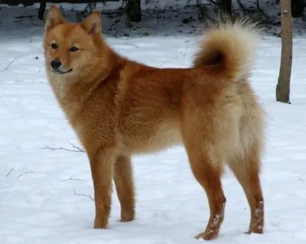 Karjalai Bear Dog történet, karakter és tartalma az általános szabályok (fotó és videó)