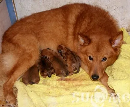 Karjalai Bear Dog, kutyafajta, fotók, kölykök, ár