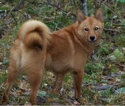 Karjalai Bear Dog történet, karakter és tartalma az általános szabályok (fotó és videó)