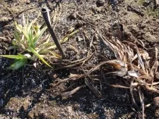 Clasificarea daylilies, specii Hemerocallis