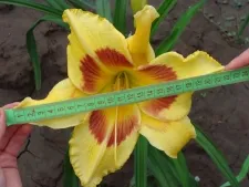 Clasificarea daylilies, specii Hemerocallis