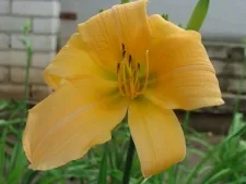 Clasificarea daylilies, specii Hemerocallis