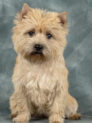 Cairn Terrier fotó és leírás a kutyák, a természetét és jellemzőit fajta Cairn Terrier