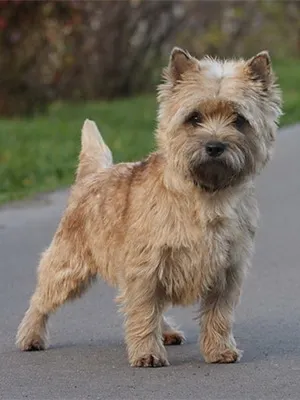 Cairn териер снимка и описание на кучета порода, естеството и характеристиките на порода териер