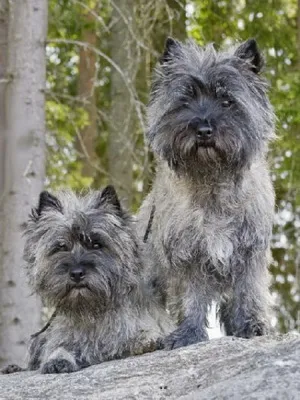 Cairn териер снимка и описание на кучета порода, естеството и характеристиките на порода териер