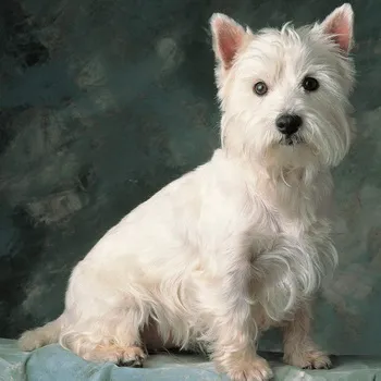 Cairn Terrier fotó és leírás a kutyák, a természetét és jellemzőit fajta Cairn Terrier