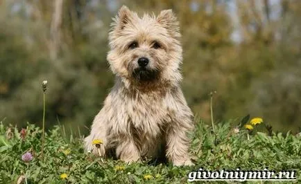 Cairn terrier kutya