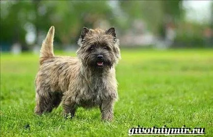 Cairn terrier kutya