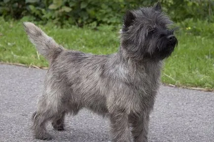 Cairn Terrier fotó és leírás a kutyák, a természetét és jellemzőit fajta Cairn Terrier