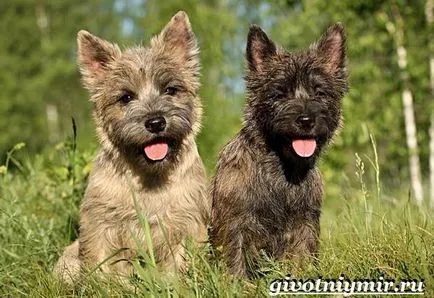 Cairn terrier kutya