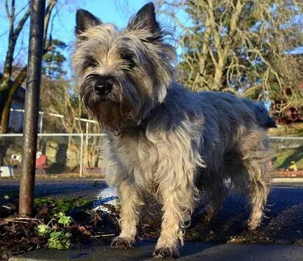 Cairn Terrier fotografie, descriere rasa, caracter, sănătate, video