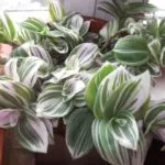 Tradescantia стая грижи у дома, 16 вида прилича