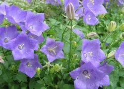 Bellflower расте