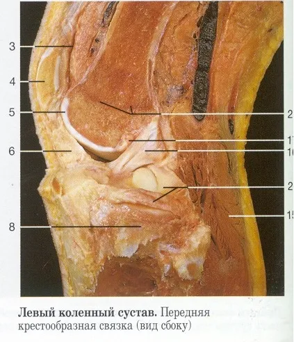 колянна става