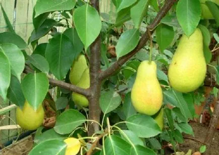 Oszlopos körte ültetés és gondozás, metszés, fajtaleírási