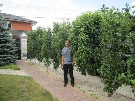 Oszlopos körte ültetés és gondozás, metszés, fajtaleírási