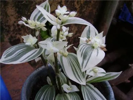 Tradescantia szoba otthoni gondozást, 16 faj külleme