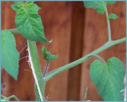 Când alege frunzele de tomate în seră