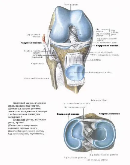 Pozele daune articulației genunchiului menisc