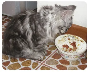 Хранене котенца Курилските бобтейл