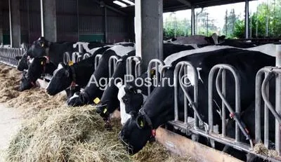 Takarmány foszfátok az étrendben a farm állatok és madarak