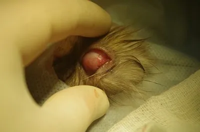 A szaruhártya-megkötés macskák - szaruhártya-betegség a macskák