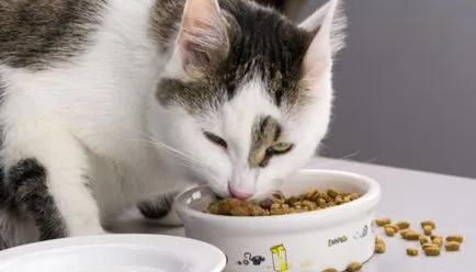 Hrană pentru pisici - încercată și lista neagră și așteaptă de testare - on-line