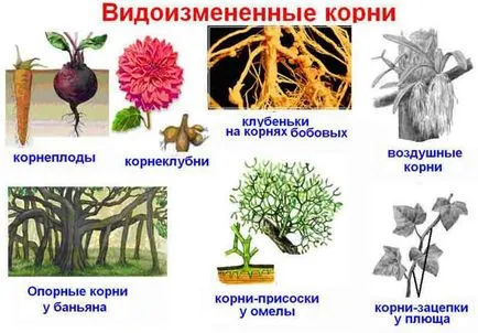 sistemele de rădăcină de plante cu flori, structura și funcția rădăcină și
