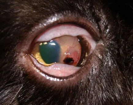 pisici sechestrarea corneene tratament, simptome, fotografii